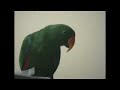 riley the amazing talking parrot 4