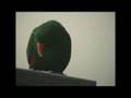 Riley the Amazing Talking Parrot 4