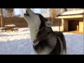 Dogs 101 - Siberian Husky Siberian