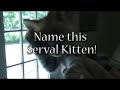 Serval Kitten Serval Kitten