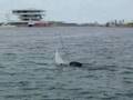 Canting keel model yacht with 'Code Zero' assymetric kite