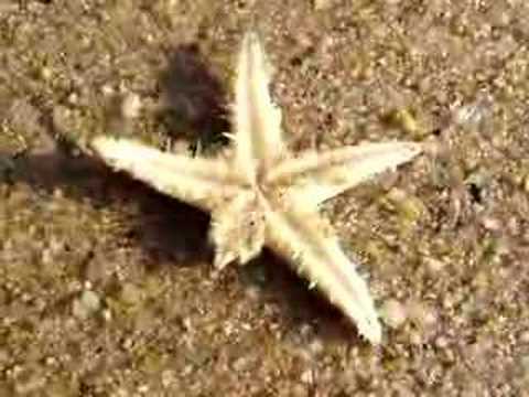 Common Sea Star
