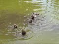 tulip-pot-duck-family.html