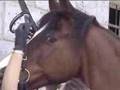 Preparing Zefir (my friend's horse) for a ride