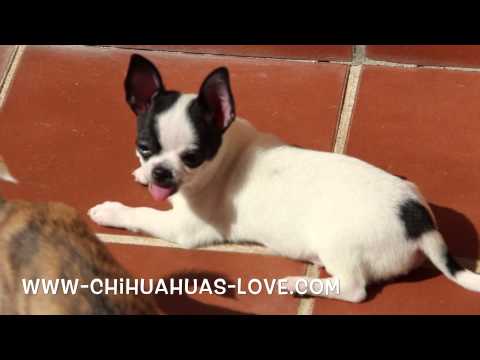 Click to View : cachorro chihuahua bicolor