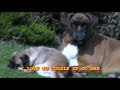 loca – The Pug That Can't Run