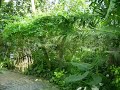 Frankfurter Palmengarten - \"Floralia\" von Alquimia