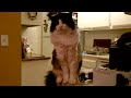cat falls asleep standing up