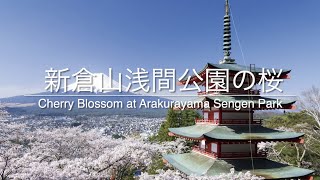 Fujiyoshida Arakurayama Sengen Park Sakura