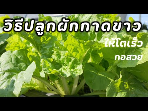 วิธีปลูกผักกาขาว ให้โตเร็ว กอสวย