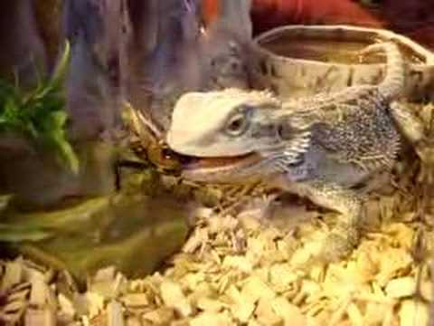 Agama brodata