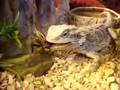 Agama brodata