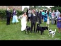 Dog Vs Wedding Dress - animals, blooper, dog, dress, pets, wedding