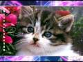 cute cats and dogs # 8 かわいい猫と犬たち