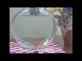 Fish #2 Cell Phone Commercial Fish #2 Cell Phone Commercial
