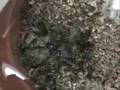 Alimentacion del pepino de mar Athyonidium chilensis