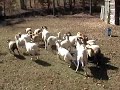 sheep2.0001.mpg