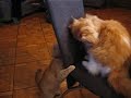Minka und Gismo