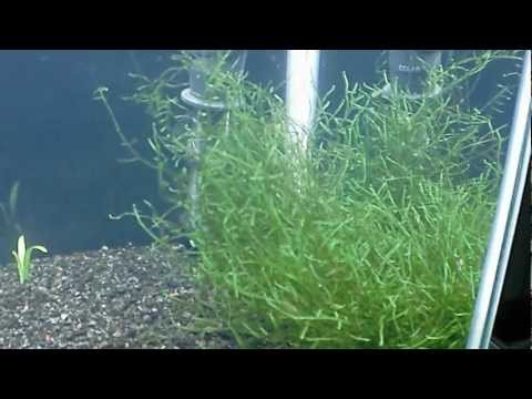 how to care java moss