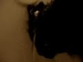 Cat Drinking Water Gabriel, Archangel H2O Drink Lick Cat Drinking Water Gabriel, Archangel H2O Drink Lick