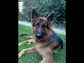GERMAN SHEPHERD DOG TYLER! Part One GERMAN SHEPHERD DOG TYLER! Part One
