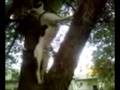 videos de Tommy