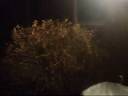 The Plant