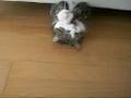 ソファの下からねこ２。