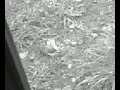 Petite souris <3