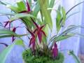 a delightful explosion of tiny red flowers pluerothallis allenii