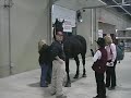 Percheron Mare at the 2007 CanAm Equine Extravaganza