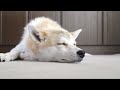 [イヌ]まさに極楽気分で睡眠中のワンコの表情に癒される。のサムネイル2