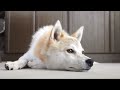 [イヌ]まさに極楽気分で睡眠中のワンコの表情に癒される。のサムネイル3