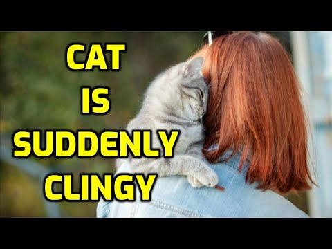 Why Is My Cat Affectionate All Of A Sudden? (3 Reasons!)