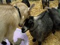 08-29-08 Evergreen State Fair Pygmy Goat Frenzy