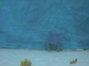 Oldfield animation friday Oldfield animation friday