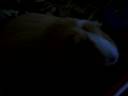 Timothy