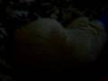 videos de Timothy