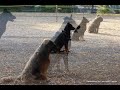 Beauceron Faust du Fond des Camps - Coupe du Monde d'Obéissance en Classe 3 à Schifflange (L)