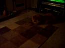 Chow Chow attacks his bone/treat