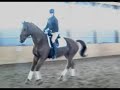 Horse for sale, 5 yr old Hanoverian mare in Ontario, Canada Horse for sale, 5 yr old Hanoverian mare in Ontario, Canada