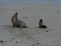 Baby Seal annoys Baby Seal annoys
