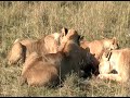 Lions revange for "Battle at Kruger", Masai Mara