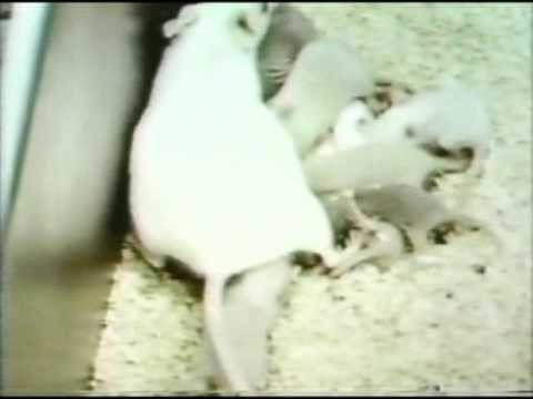 mstatz - Here is another Raposo film clip many