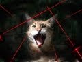 Big Cats vs Laser Pointers - animals, big cat rescue, bobcat, cats, laser pointer, leopard, lion, tiger