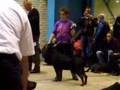 Rottweiler video