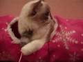 じゃれずにはいられない～猫　I cannot help frisking～