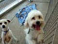 Doing the Cuddles Dance