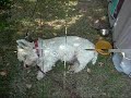 Igel beklaut Hund
