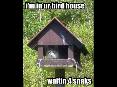 Funny Animals!!!